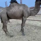 جمل حمر ادهم طيب هرش ب 5500