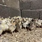 صوص بلدي