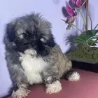 Maltese pure