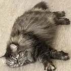 قطه