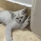 قطط للتبني سكوتش مع هملايا