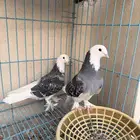 حمام تركي