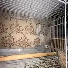 روز جوز 350 صحه ونظافه الاحساء الشهارين