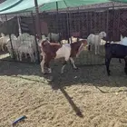 مشروع فحل تيس هولندي