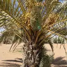 للبيع نخل