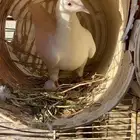 حمام فرنسي