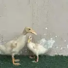 بطتين للبيع خميس مشيط