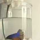 اجمل الهديا