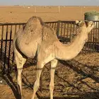 حاشي عمره حوالي 9 اشهر