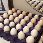 بيض بلدي