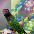 تم البيع لوري