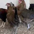 دجاج فري ترثه قديمه (تم البيع)