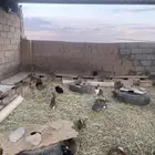 أرانب للبيع مذبوح وحي