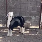 للبيع ذبايح