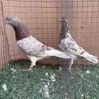 حمام باكستاني صرخه