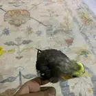 كروان كوكتيل مفقوددد