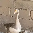 وز للبيع انثى محايل عسير العدد 1