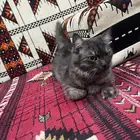 قطه ضايعه حي النسيم