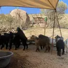 تيوس جذعان شرط شحم ولحم