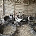 وز بلدي