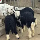 طليان نجد