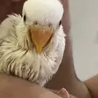 روز البينو