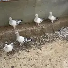 حمام سوري للبيع