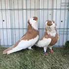 زوج بلغاري عبسي