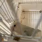 للبيع طير روز