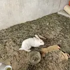 ارانب للبيع العمر من 9اشهورالى 8اشهور السوم30