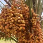 رطب وتمر للبيع