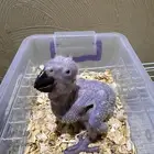 فرخ كاسكو انتاج محلي