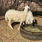 طليان حريه