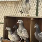 طبات