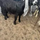 للبيع جذعات نوادر