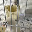 طيور روز للبيع أليفه