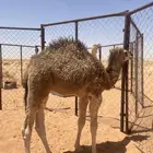 خلفه ل البيع