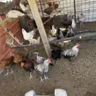 دجاج وديوك للبيع