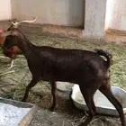 غنم مقنا دهم