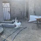 دجاج براهما للبيع