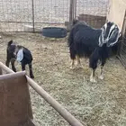 للبيع عنز ولد بدون سنون