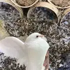 حمام فرنسي ابيض