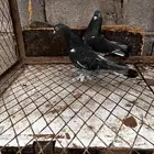 اتراك للبيع