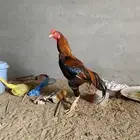ديك