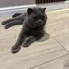 قط سكوتش للتبني