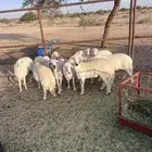 خميس مشيط القاعه