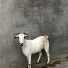 عنز بيشيه للبيع