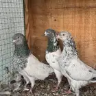 حمام باكستاني