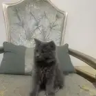 قطط للتبني
