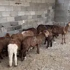 طليان سواكن